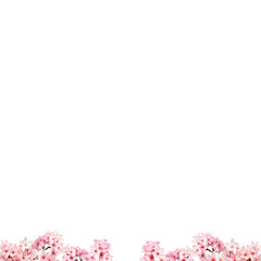 Light Pink cherry blossom flowers png frame 