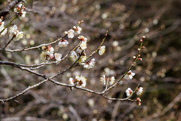 咲き始めの梅の花 鳥取県 樗谿公園
