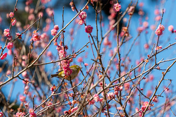 梅にとまるメジロ