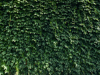 Green wall background, Ivy texture wallpaper, Wall covered with green leaves, Natural ivy leaves...