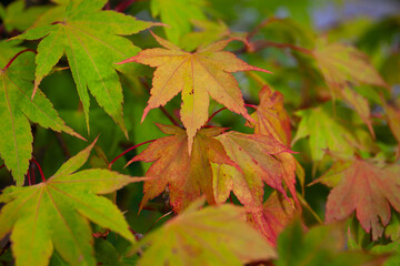 Leaves in the garden. - 737792397