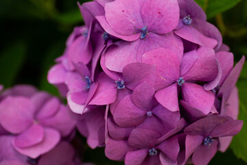 Pink and purple flower