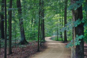 Wald - Sonnenstrahlen - Beautiful - Rays - Sunlight - Forest - Green - Silent - Summer - Morning -...