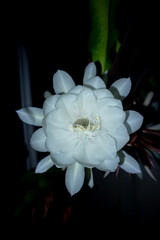 Epiphyllum anguliger. blooming flower in Indonesia called Wijaya Kusuma