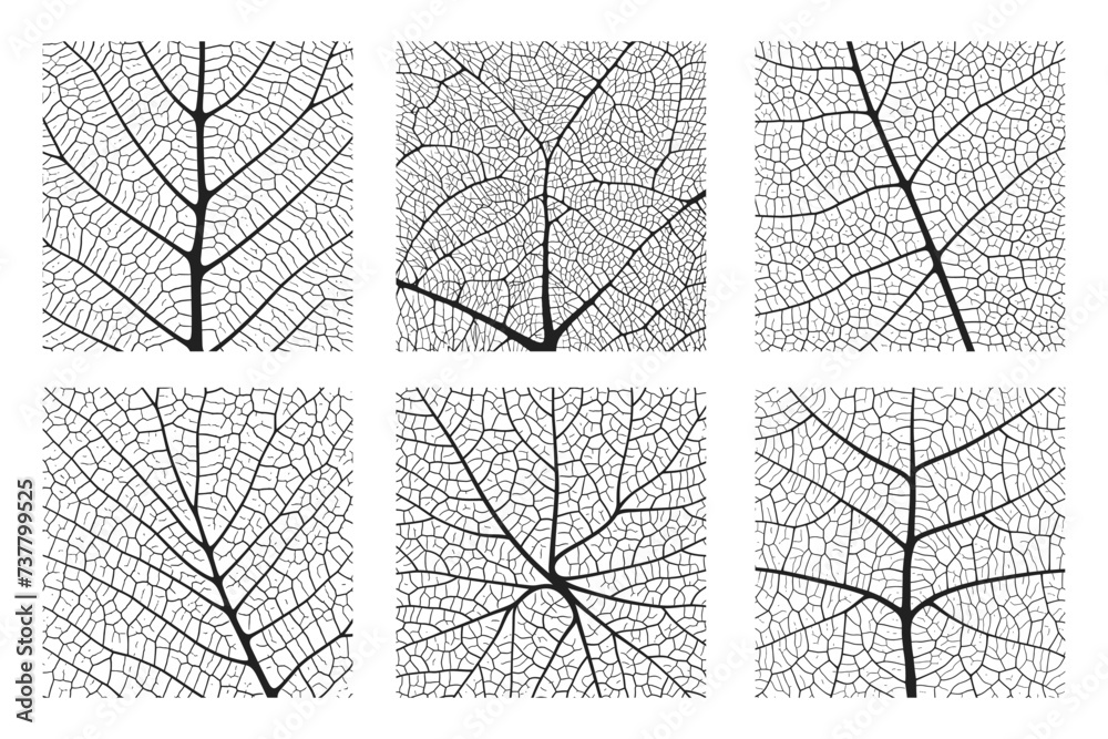 Wall mural leaf vein texture abstract background set with close up plant leaf cells ornament texture pattern. b