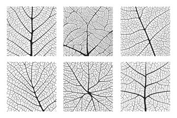 Leaf vein texture abstract background set with close up plant leaf cells ornament texture pattern. Black and white organic macro linear pattern of nature leaf foliage vector illustration.