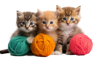 Group of Playful Kittens on transparent background