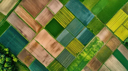 Rolgordijnen Green fields aerial view before harvest at summer. © Ruslan Gilmanshin