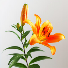 Close up Blooming orange lily stem