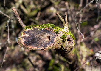 Obraz premium Detail of old cut cross-section of a tree.