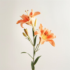 Close up Blooming orange lily stem