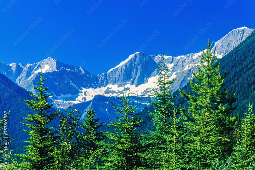 Poster Scenic mountain landscape with spruce trees at the Canadian Rockies