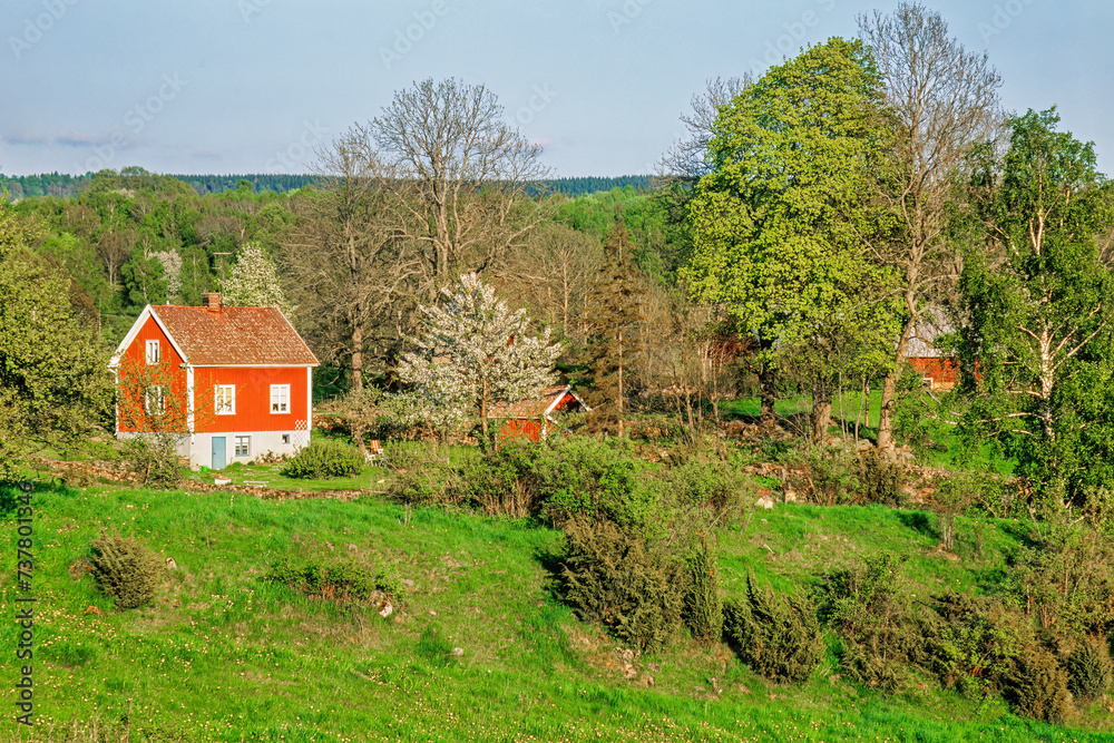 Wall mural Red cottage in a rolling landscape in spring