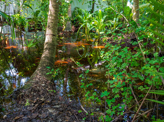 Dense tropical vegetation in the rainforest.