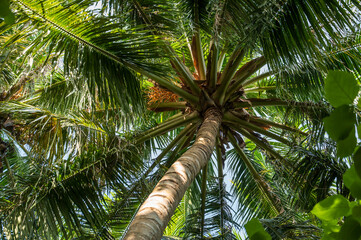 Palm trees in a dense green forest.