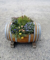 Blue and yellow flowers in wooden barrel with side cut-out