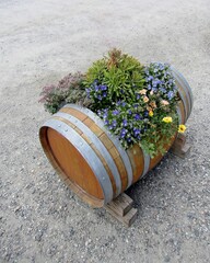 Blue and yellow flowers in wooden barrel with side cut-out.