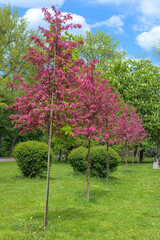 Fototapeta na wymiar A Weeping Japanese Crabapple Tree in Full Bloom. Spring, city park. Kyiv.