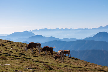 Group of cows grazing on alpine meadow with panoramic view of magical mountain of Karawanks and...