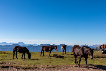 Herd of wild horses grazing on alpine meadow with scenic view of magical mountain of Karawanks and...