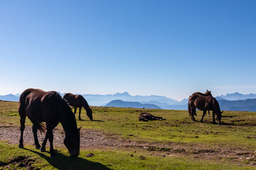 Herd of wild horses grazing on alpine meadow with scenic view of magical mountain of Karawanks and Julian Alps seen from Goldeck, Latschur group, Carinthia, Austria. Wanderlust Austrian Alps in summer