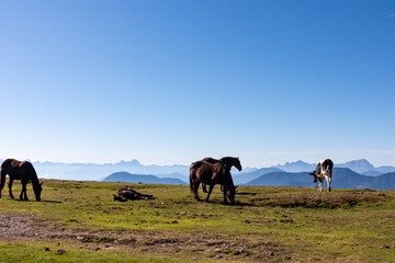 Obraz premium Herd of wild horses grazing on alpine meadow with scenic view of magical mountain of Karawanks and Julian Alps seen from Goldeck, Latschur group, Carinthia, Austria. Wanderlust Austrian Alps in summer