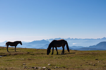 Two wild horses grazing on alpine meadow with scenic view of magical mountain of Karawanks and...