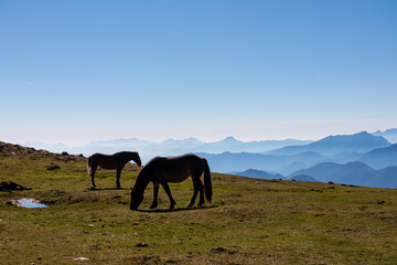 Two wild horses grazing on alpine meadow with scenic view of magical mountain of Karawanks and...