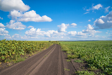 Beautiful summer landscape of rural road in agricutlural field of sunflowers and sugarbeet