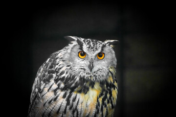 Portrait of a Carpathian eagle owl. Bird with yellow eyes against a black background.
