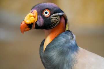 Portrait of a King Vulture. Bird in close-up. Sarcoramphus papa.

