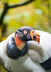 Portrait of a King Vulture. Bird in close-up. Sarcoramphus papa.
