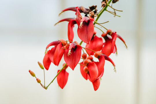 Red flowers of the Caribbean coral bush. Flowering plant close-up. Erythrina crista-galli.
