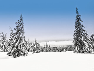 snow covered trees