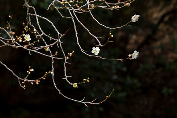 咲き始めの梅の花 黒背景 鳥取県 樗谿公園
