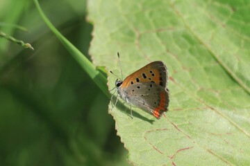 葉に止まるベニシジミ蝶