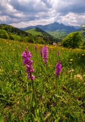 Obraz premium Meadow full of beautiful mountain flowers in the background of the Mala Fatra mountains. Discover the spring beauty of the mountains.