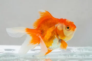 Fotobehang Oranda goldfish in aquarium fish tank close up © Piman Khrutmuang