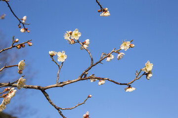 咲き始めの梅の花 鳥取県 樗谿公園