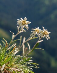 Edelweiss (Leontopodium nivale): The enchanting flower of alpine majesty. Spring close-up of the...