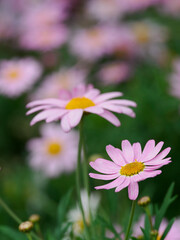 花壇のピンクのマーガレット