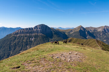 Herd of wild horses grazing on alpine meadow with scenic view of magical mountain of Carnic and...