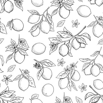 Hand drawn vector monochrome seamless pattern with etching lemon or lime, tree branch in engraved style. Vector black and white repeat backdrop