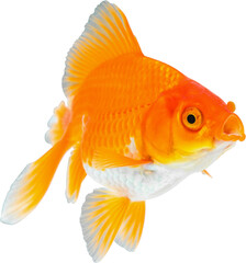 Oranda goldfish isolated on white background close up