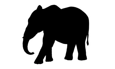 Elephant vector silhouette isolated on white background.