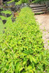 The curtain creeper plant is used as a wall in the middle of the garden.
