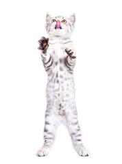 Playful Scottish Straight kitten standing on its hind legs and licking its nose isolated on a white