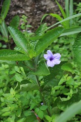 Obraz na płótnie Canvas The purple Kencana plant (Ruellia simplex) is a type of wild plant.