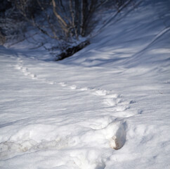 雪上にカモシカの足跡