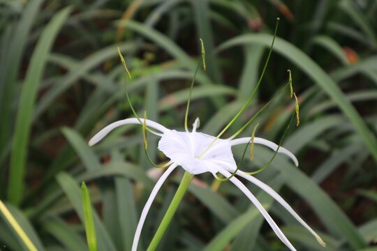 White Lily Flower or Crinum augustum
is a type of tuber plant and has pure white flowers.